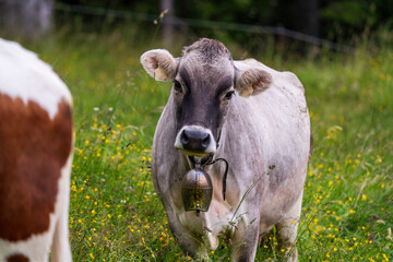 Obraz na płótnie Canvas a cow with a bell on a mountain meadow is looking at camera