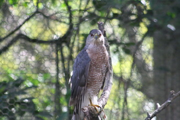 Cooper's Hawk (Accipter cooperii) at a local zoo