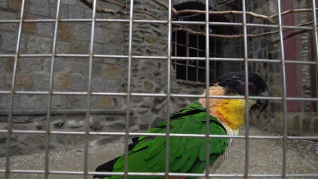 Black headed parrot Pionites melanocephalus close up