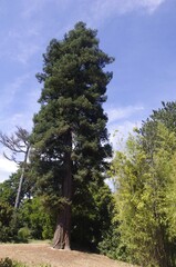 Obraz premium Le parc de Bel-Air à Redon