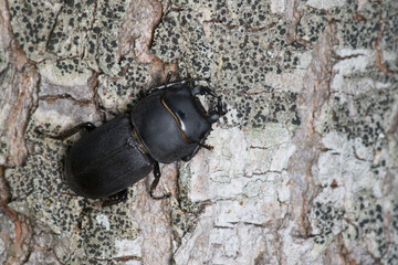 Un col&eacute;opt&egrave;re xylophage, la petite biche (Dorcus parallelipipedus)