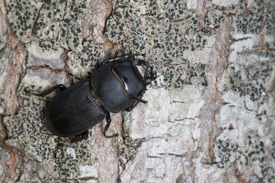 Un col&eacute;opt&egrave;re xylophage, la petite biche (Dorcus parallelipipedus)