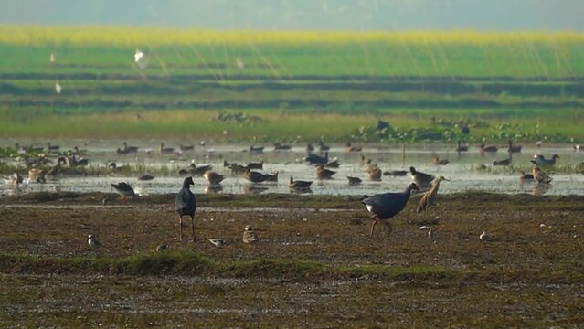 The bird Swamphen in ultra slow motion at 500fps 