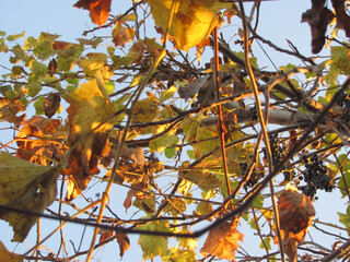 Vines with leaves and berries wind around the branches of the tree
