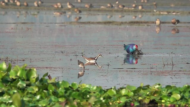 The bird Swamphen in ultra slow motion at 500fps