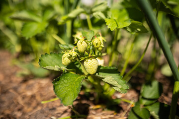 Green organic strawberry bush in the garden close up. Growing a crop of natural strawberries on farm.
