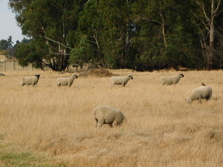Obraz na płótnie Canvas Four Hampshire Down Ram sheep standing behind each other at a distance across a golden dry grass land, all facing to the camera, to the right