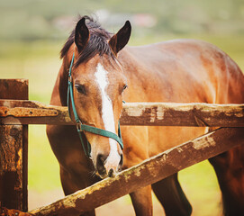 A beautiful bay horse with a halter on its muzzle stands behind a wooden fence in a paddock on a...