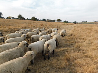 Rear view of a herd of pregnant Hampshire Down Ewe sheep walking in a line huddled together on a golden dry winter's grass land.