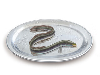 congre, poisson, plateau, pêche, aliment, frais, fruits de mer, mer, animal, ailette, sain, queue, fond blanc, argent, attraper, repas, cuisiner, plat, viande, fraîcheur
