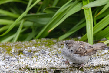 Young Passer domesticus - Sparrow is a species in the sparrow family, and one of 28 species in the numerous genus. Here in Salhus,Brønnøysund,Helgeland,Nordland county,Norway,scandinavia,Europe