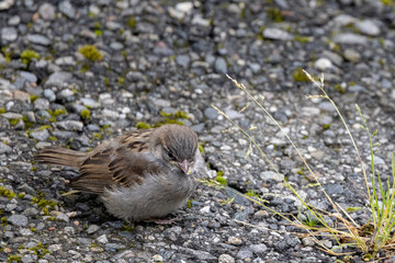 Young Passer domesticus - Sparrow is a species in the sparrow family, and one of 28 species in the numerous genus. Here in Salhus,Brønnøysund,Helgeland,Nordland county,Norway,scandinavia,Europe