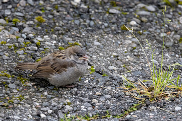Young Passer domesticus - Sparrow is a species in the sparrow family, and one of 28 species in the numerous genus. Here in Salhus,Brønnøysund,Helgeland,Nordland county,Norway,scandinavia,Europe