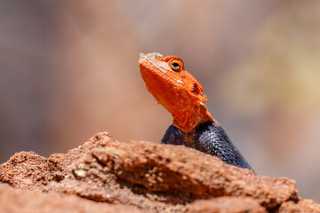 Agama