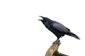 Fototapeta premium Common raven, corvus corax, calling on branch isolated on white background. Dark bird with open beak on bough with copy space. Black feathered animal screeching cut out on blank.