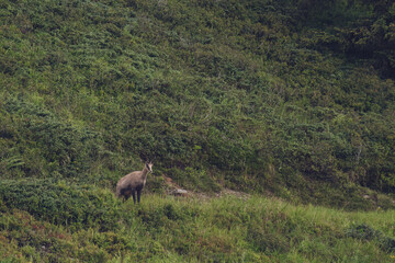 Naklejka na ściany i meble chamois buck, rupicapra rupicapra, on the mountains at a morning in summer