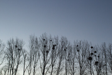 Obraz premium Silhouette of trees with mistletoe growing in bunches