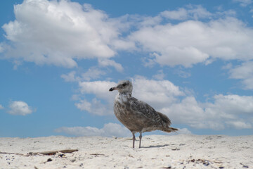 seagull on the beach