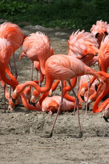 Flamants roses au parc zoologique et botanique de Mulhouse (Alsace, Haut-Rhin, France)