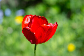 One red garden tulip in the sunlight on aa green garden background. Macro. Selective focus, blurred...