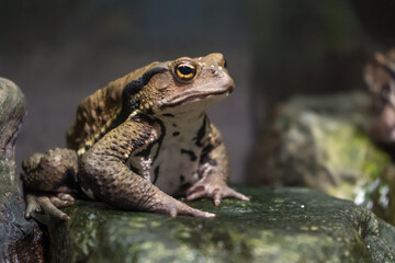 森の中の川辺で暮らすアズマヒキガエル