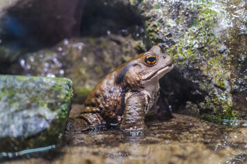 水族館の水槽に生息する、大きなアズマヒキガエル