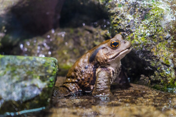 森の中の川辺で暮らすアズマヒキガエル