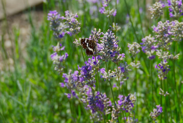 Map butterfly (Araschnia levana) sitting on lavender in Zurich, Switzerland