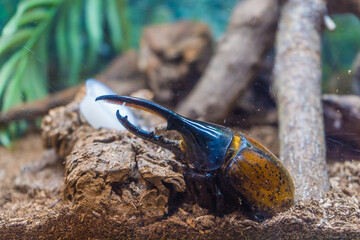 高価なヘラクレスオオカブトムシの近影
