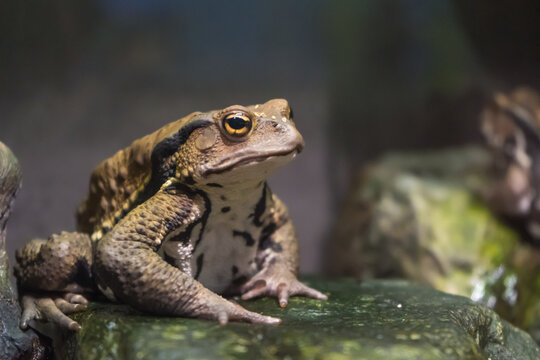 「ニホンヒキガエル」の写真素材 | 4,340件の無料イラスト画像 | Adobe Stock