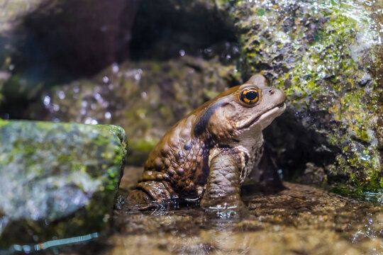 「ガマガエル」の写真素材 | 4,226件の無料イラスト画像 | Adobe Stock