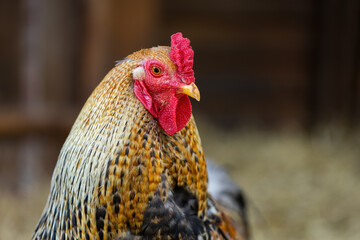 Rooster looking into the camera inside a barn with copy space. Close up of head of male domestic animal with red crest and brown feathers. Animal on a farm.