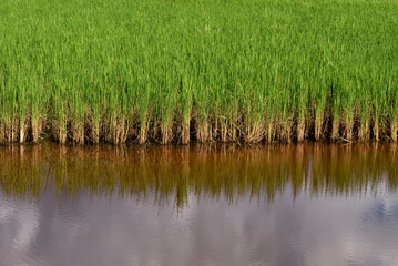 Obraz premium Rice paddy and its reflection on water