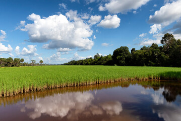 Obraz na płótnie Canvas View of rice paddy