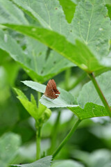 closeup the beautiful black brown color butterfly hold and sitting on green ladyfinger plant in the farm soft focus natural green brown background .
