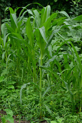 closeup the bunch young green ripe corncob plant growing in the farm soft focus natural green brown background.