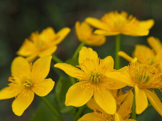 wild plants. Marsh marigold flowers (Caltha palustris) close-up. Leningrad region, Russia.