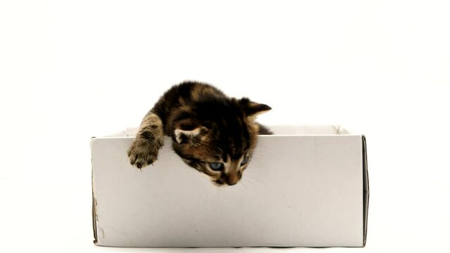Little kitten in a cardboard box.. Curious playful funny striped kitten. Cat hiding in box. On a white background. Close-up.