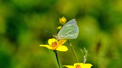 Cabbage butterfly on a yellow wildflower in a field in Cotacachi, Ecuador