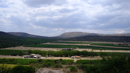 Vineyards in Querétaro