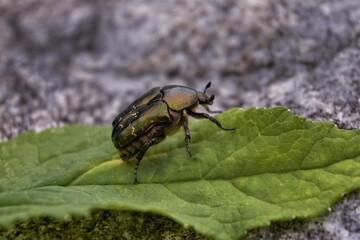 Beetle Rose Chafer or the Green Rose Chafer, latin name Cetonia aurata.