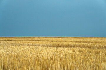 grain harvest. stubble. blue and yellow. fields of Ukraine