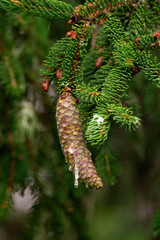 a spruce cone with resin 