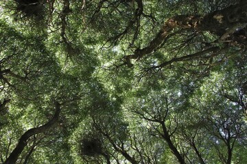 Forest seen from below. Leafy trees look beautiful and mysterious. The species of the trees is Salix fragilis Bullata. Concepts of enviroment and nature.