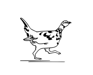Vector card with hand drawn running motley rock ptarmigan. Ink drawing, decorative graphic style. Beautiful animal design elements, northern destinations travel poster 