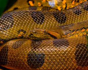 Obraz premium Green anaconda (Eunectes murinus), also known as the giant anaconda found in South America.