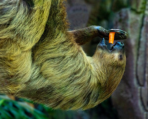 Fototapeta premium Two-toed Sloth (Choloepus didactylus) eats a meal while hanging.