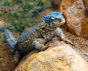 Giant Girdled Lizard, Cordylus giganteus, South Africa.