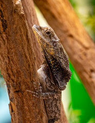 Frilled neck lizard (Chlamydosaurus kingii) on a tree branch.