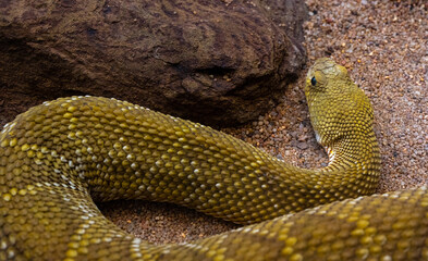 Mexican West Coast Rattlesnake or Mexican Green Rattler (Crotalus basiliscus), venomous snake, native to the west coast of Mexico.